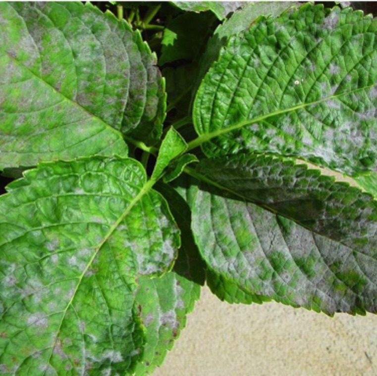 Commonly seen in greenhouse grown big leaf hydrangea (Hydrangea macrophylla). Rarely seen on oakleaf hydrangea (H. quercifolia)